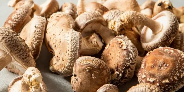 Champignons shiitakés riches en bêta-glucanes, puissants alliés pour renforcer le système immunitaire et soutenir la vitalité des femmes à la ménopause de façon naturelle et holistique.