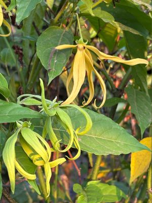 Irritabilité à la ménopause : 7 solutions naturelles qui changent tout
Ylang Ylang