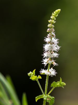 Irritabilité à la ménopause : 7 solutions naturelles qui changent tout
actée à grappes noires (Cimicifuga racemosa)
