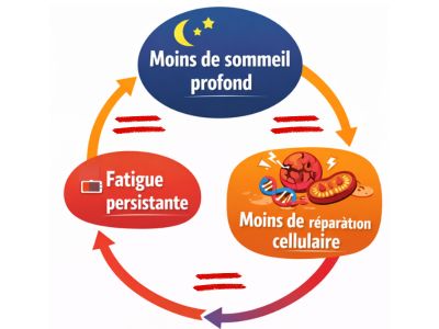 Schéma circulaire montrant le lien entre moins de sommeil profond, moins de réparation cellulaire et fatigue persistante
