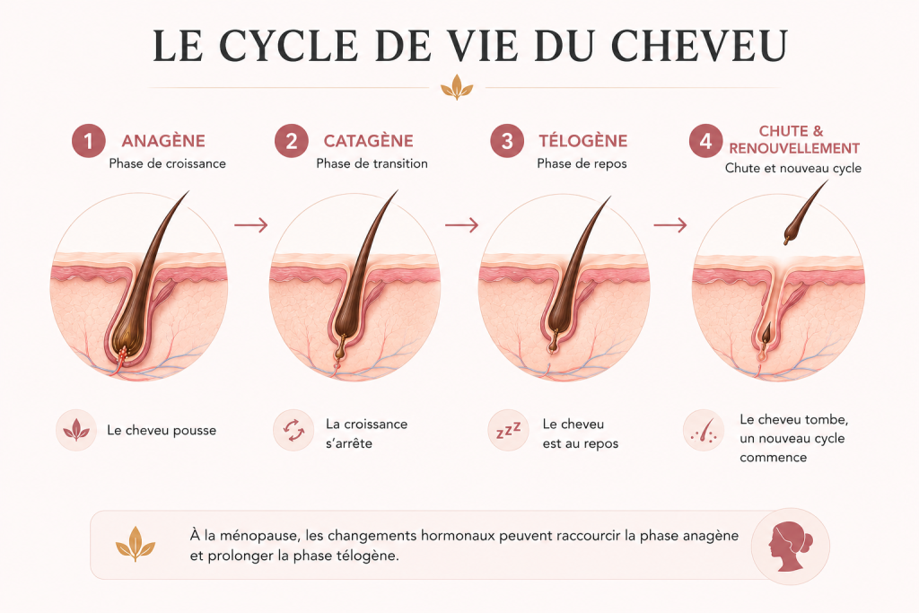 Cycle de vie du cheveu illustrant les quatre phases capillaires : anagène, catagène, télogène puis chute et renouvellement du cheveu.